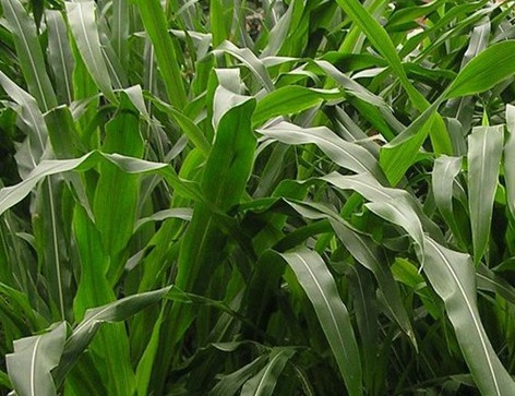 1627529432262919.jpg image.jpg