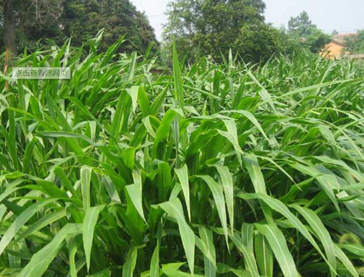 1627542948451914.jpg 玉米草2.jpg