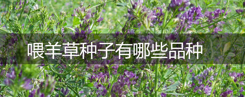 喂羊草種子有哪些品種 喂羊草種子有哪些品種