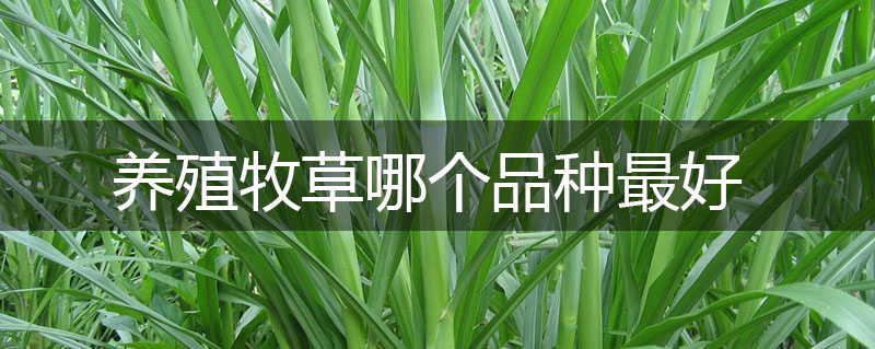 養(yǎng)殖牧草哪個(gè)品種最好 養(yǎng)殖牧草哪個(gè)品種最好