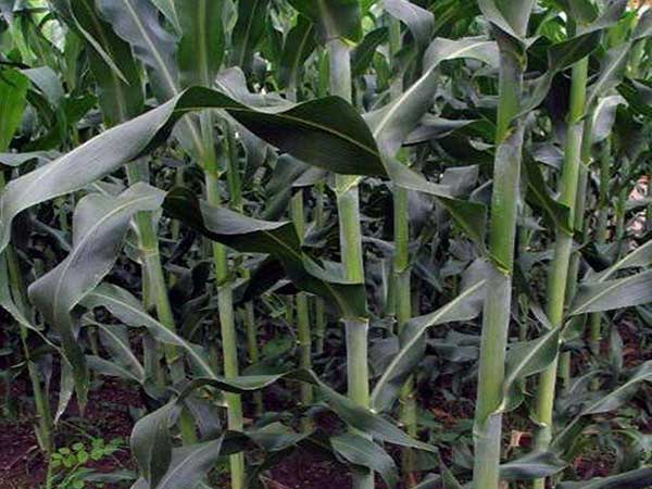 1627621801405679.jpg image.jpg