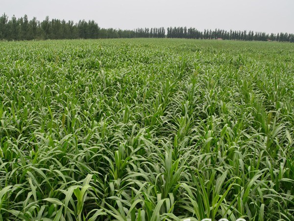 1627621811639226.jpg image.jpg