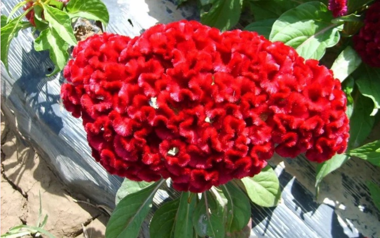 1628240599922642.jpg image.jpg