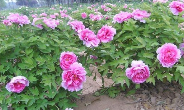 1628244785545681.jpg image.jpg