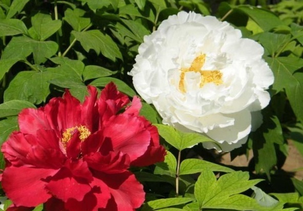 1628244798617248.jpg image.jpg