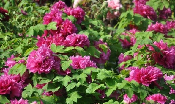 1628244808915207.jpg image.jpg