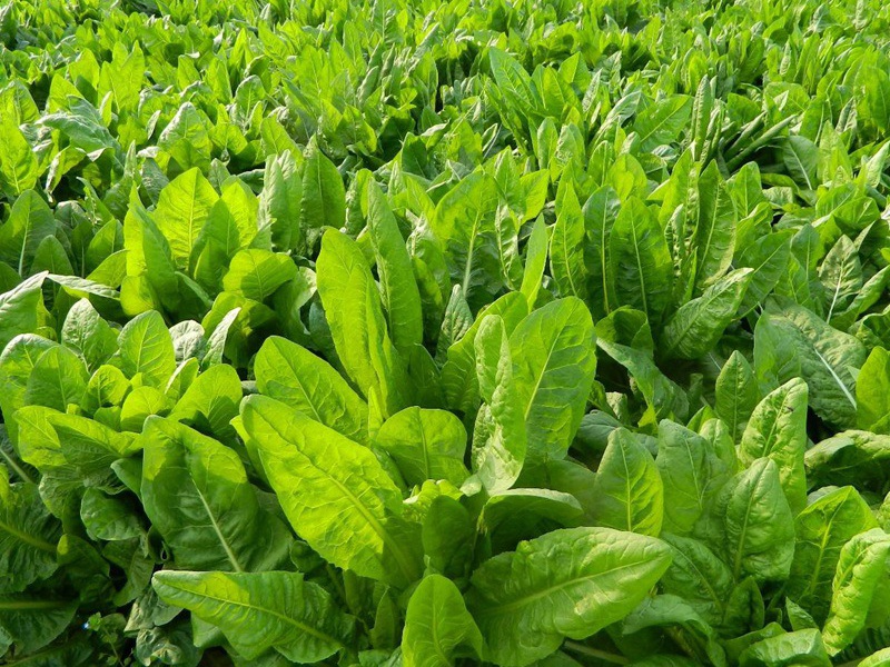 1628247048285660.jpg image.jpg