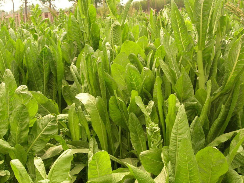 1628247055594841.jpg image.jpg