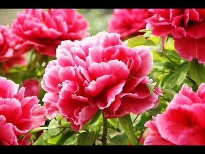 1628407802696486.jpg 1628407802696486.jpg