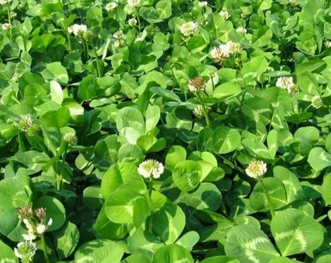 1628551831576780.jpg image.jpg