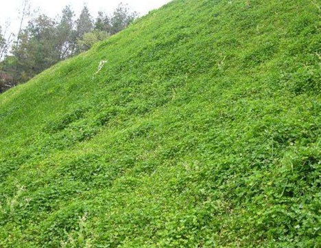 1628551863726961.jpg image.jpg