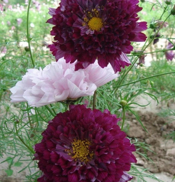 1628858496490695.jpg 1628858487(1).jpg