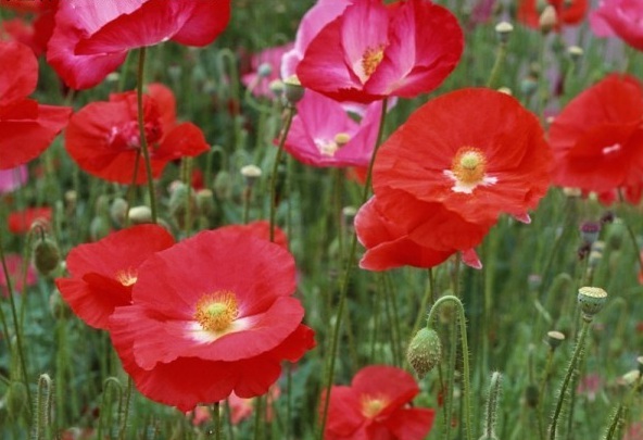 1628920725903298.jpg 1628920719(1).jpg