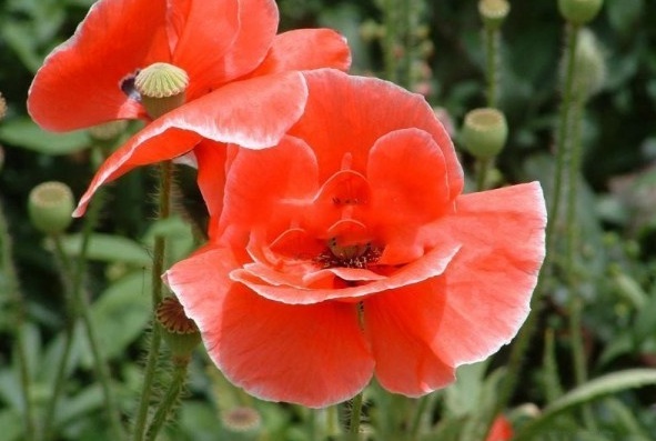 1628920736854103.jpg 1628920729(1).jpg