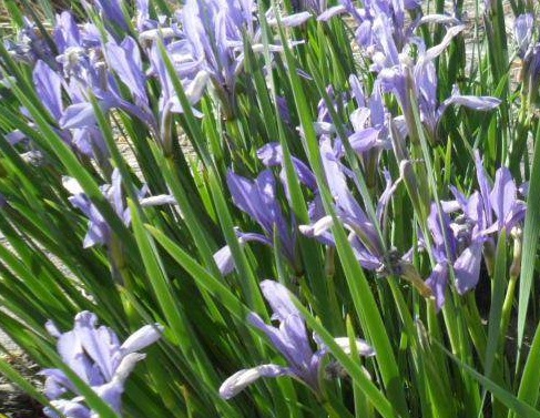 1628986518517341.jpg image.jpg