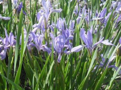 1628986527899953.jpg image.jpg