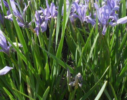 1628986534686299.jpg image.jpg