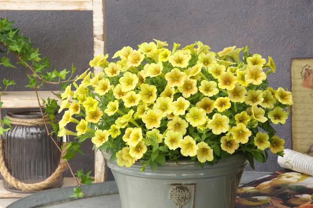 春天種子矮牽牛如何選擇如何養(yǎng)護