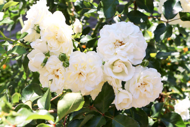 1629276037624448.jpg 1629276037624448.jpg