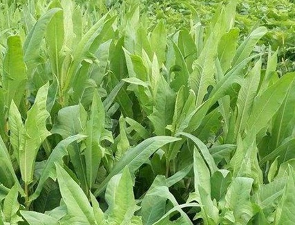 1629334050813967.jpg image.jpg