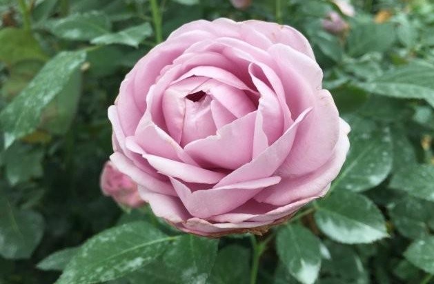 1629438589276616.jpg 1629438585(1).jpg