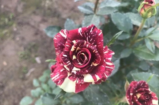 1629438602390659.jpg 1629438598(1).jpg