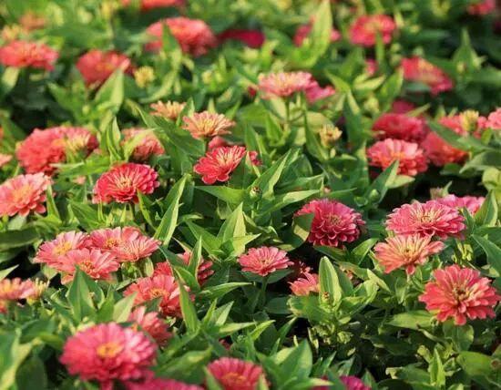 百日草生長期養(yǎng)護(hù)要點(diǎn)，百日草一年四季的養(yǎng)護(hù)方法