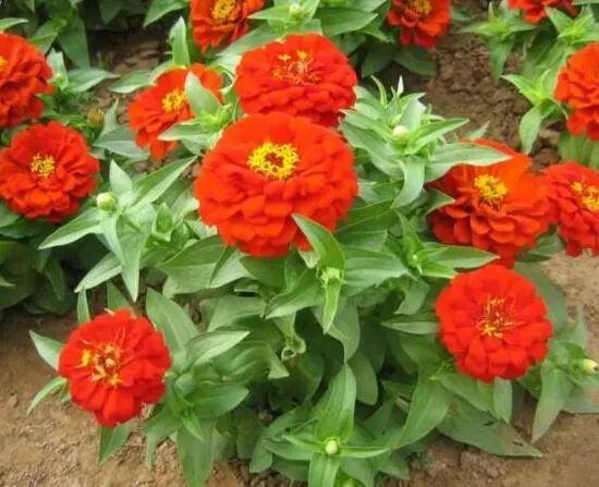 百日草生長期養(yǎng)護(hù)要點(diǎn)，百日草一年四季的養(yǎng)護(hù)方法