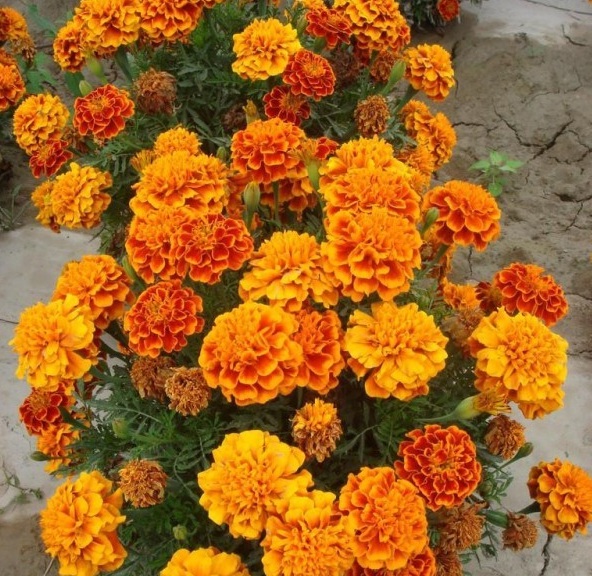 1629620409482029.jpg C49@$CG}E{663I9D8(OK%}O.jpg