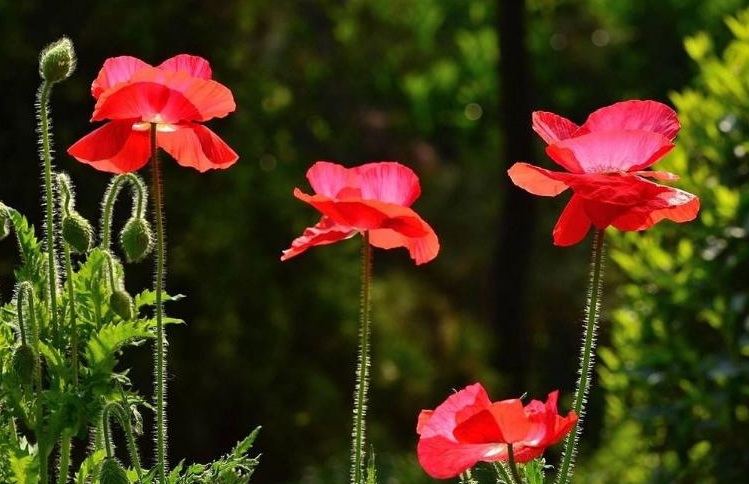 1629646367794878.jpg 虞美人3.jpg