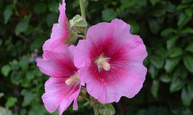 1629867784744720.jpg 蜀葵2.jpg