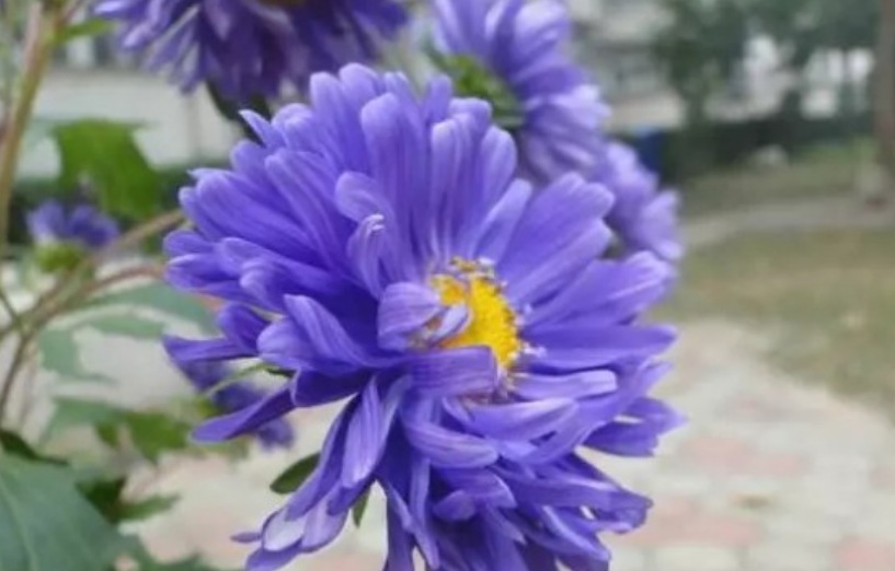 1629967328768216.jpg 翠菊2.jpg