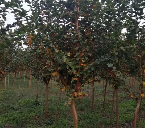 1630070479863293.jpg CKEH3~8L$ZUQGEQ}{)V[AYP.jpg