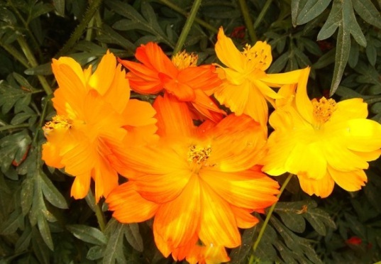 1630122742886069.jpg image.jpg