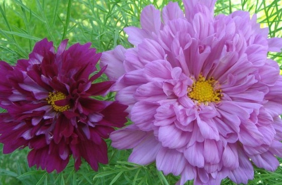 1630133627654998.jpg BRH@6_`%M~N7A(K`VZY~~NI.jpg