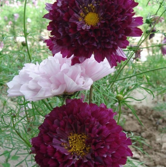 1630133637247251.jpg M7X7HZ1%A2JES_7PY{%G6MT.jpg