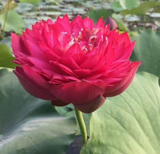 1630228090415489.jpg P1~E0A`M7V2YDXVX)RBK908.jpg