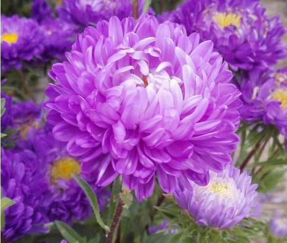 1630236622364059.jpg image.jpg