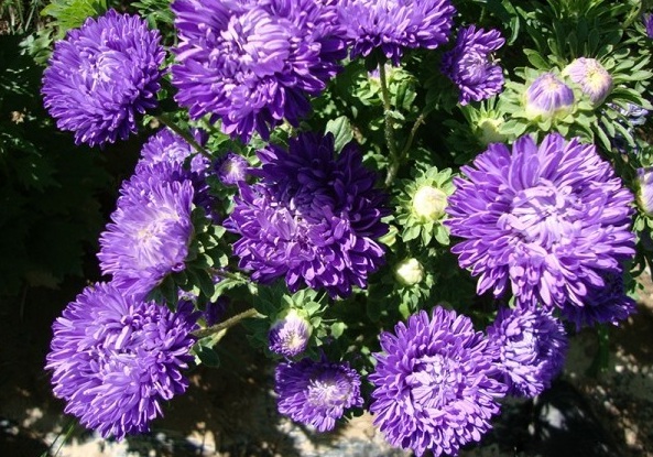 1630236644126464.jpg image.jpg