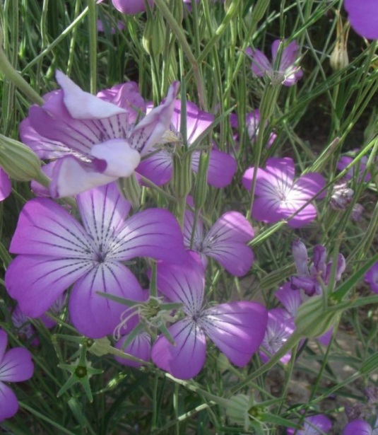 1630236761192940.jpg image.jpg