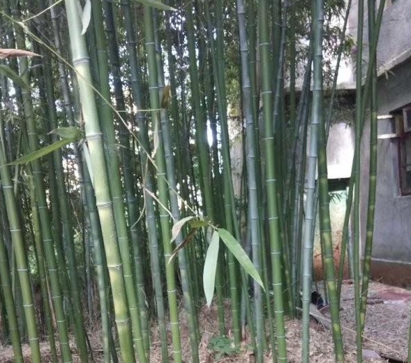 1630239497882899.jpg image.jpg