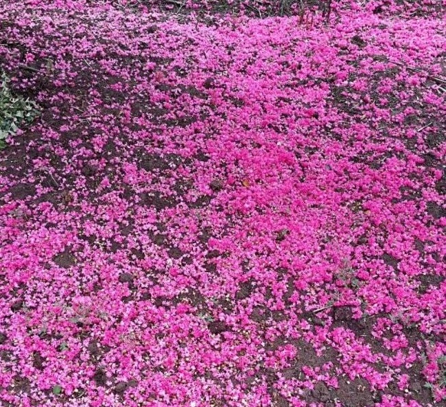 1630244410326706.jpg image.jpg