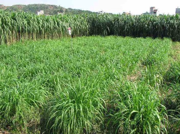 1630379518499854.jpg 田象草3.jpg