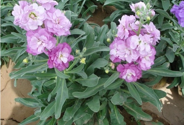 1630390856539542.jpg 7.jpg