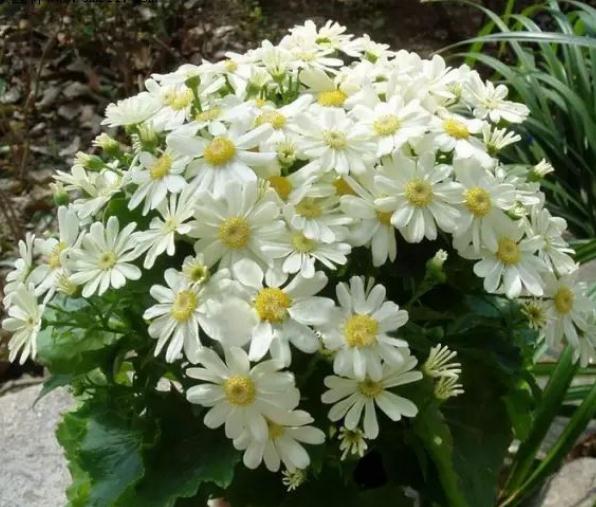 1583892228441240.jpg 1.jpg