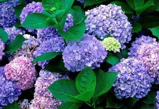 1630472293271276.jpg image.jpg