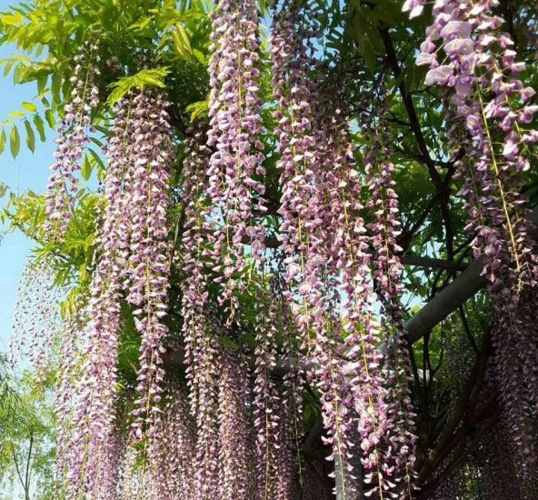 1630480218424323.jpg image.jpg