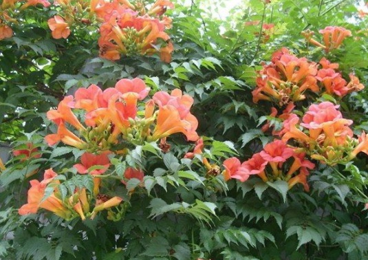 1630498614282427.jpg image.jpg