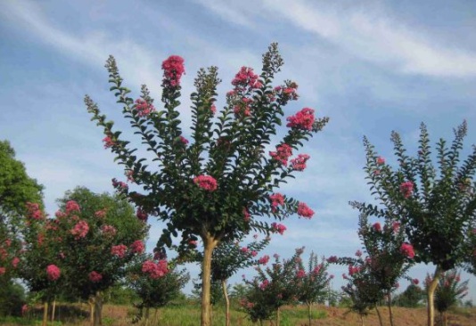 1630548557618609.jpg image.jpg