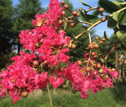 1630548575962514.jpg image.jpg